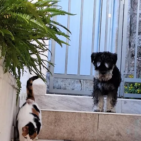 Haracic Apartment Hvar Town