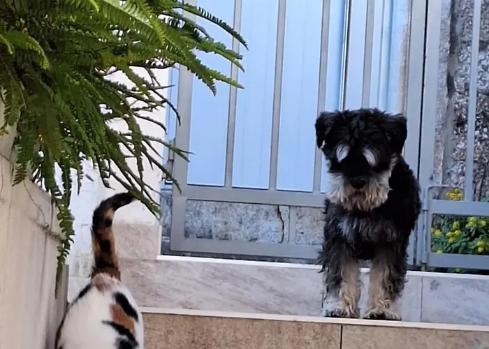 Haracic Apartment Hvar Town